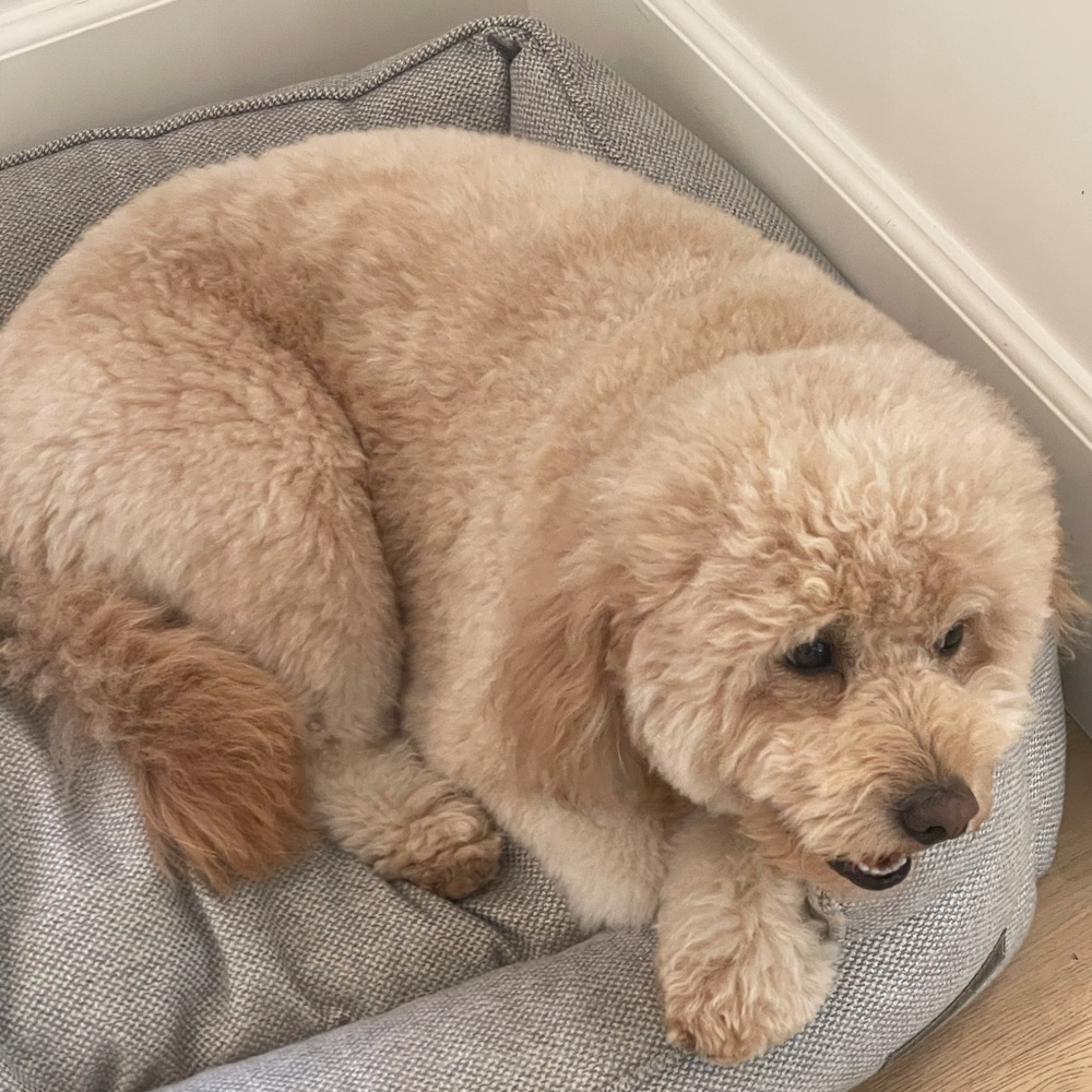 Meet your Posher, Nadia